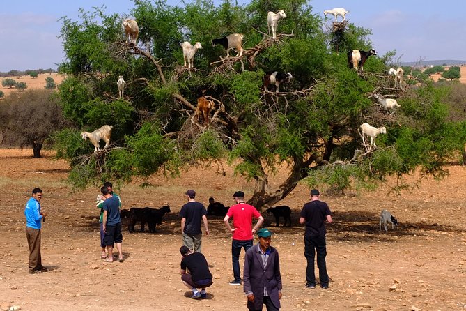 Full-Day Essaouira Excursion from Agadir - Why Essaouira feels like a different world from Agadir