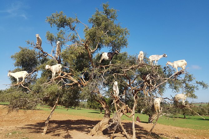 Full-Day Tour to Essaouira - The Ancient Mogador City from Marrakech - Afous Argan and the Berber women cooperative: how the oil story becomes real