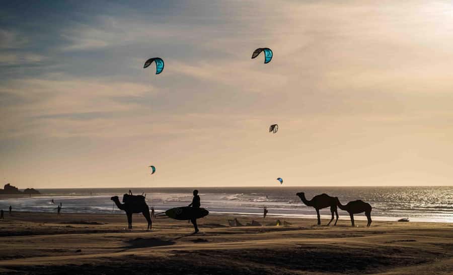 Full Day Trip From Marrakech To Essaouira - Fishing Port and Lunch Choices: How to Time Your Meal
