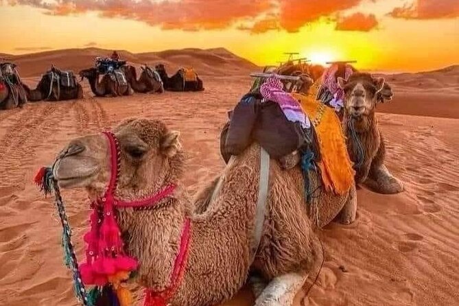 GROUP TOUR - 1 night 2 Day LUXURY Desert TRIP from FES to FES - Ifrane’s Little Switzerland break