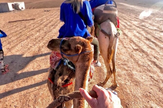 guided day trip three valley's and camel ride tour with lunch - Camel ride and Berber mint tea: the highlight, with one honest caveat