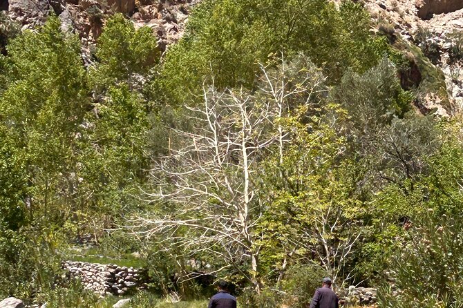 Guided tour of the Palmerie de Skoura by electric mountain bike - Walking the palmeraie first, then getting Berber tea in the garden
