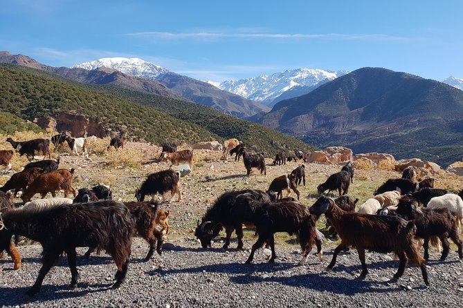 Half-Day Atlas Mountains Tour From Marrakech - Transport, comfort, and timing: the logistics that actually matter