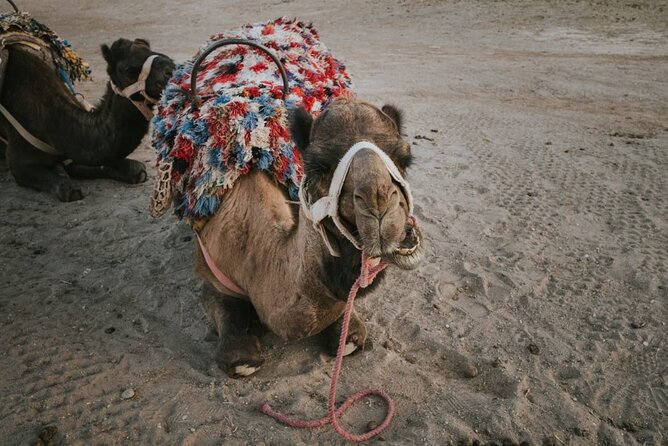Half day in Agafay desert with Camel ride, Quad biking and dinner nomad tent - Quad biking in Agafay: action with a rocky, real-feeling terrain