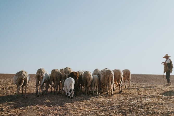 Half day in Agafay desert with Camel ride, Quad biking and dinner nomad tent - Price and value: is $116.15 a good deal?