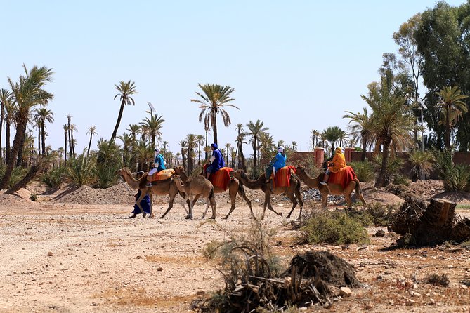 Half-Day Palm grove desert Quad & Camel Tour - Guides, photos, and the small-group edge
