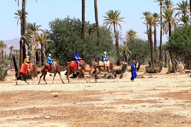 Half-Day Palm grove desert Quad & Camel Tour - What I’d watch for: weather and animal welfare considerations