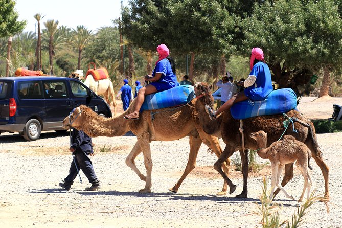 Half-Day Palm grove desert Quad & Camel Tour - Who should book this quad and camel half-day, and who may skip it