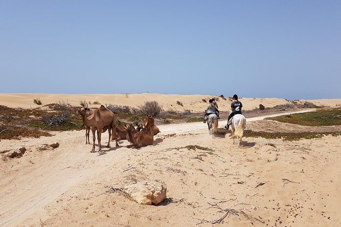 Horse Ride on the Beach in Essaouira - Why a beach-and-forest horse route fits Essaouira so well