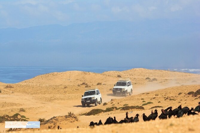 Jeep 4x4 Safari Atlantic Ocean & Desert Dunes with Berber Lunch - Price and Value: Is $43.73 a Good Deal?