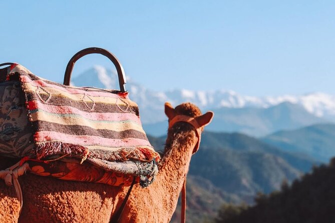 Lunch in the High Atlas: Ourika Valley Waterfalls & 3 Valleys - Camel camp tea, 3-course Moroccan dinner, and the reality of “private” tables
