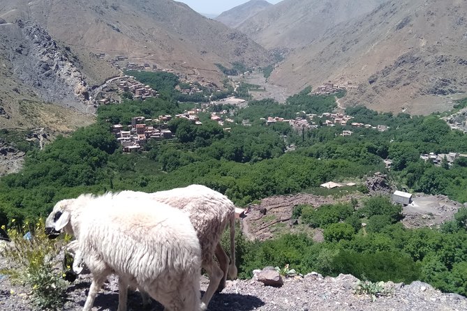 Luxury private day trip - Atlas Mountains, Agafay Desert & camels - Price and Value: What $232.63 Buys You in One Long Day