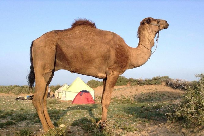 Luxury private day trip - Atlas Mountains, Agafay Desert & camels - High Atlas Mountains: Berber Village Photos, Argan Oil Tasting, and Imlil Views