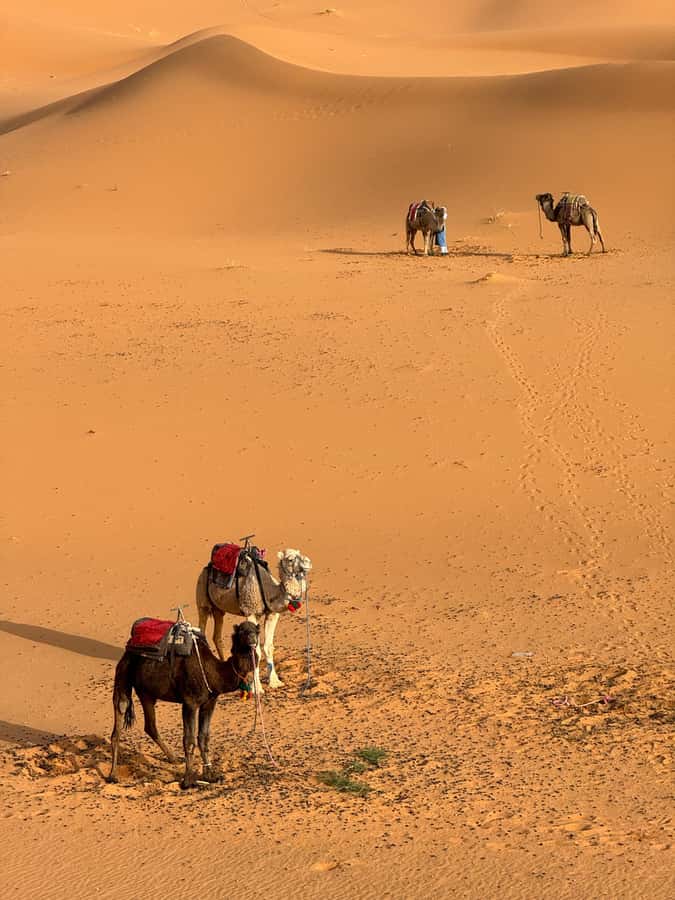 Majestic Desert: 3-Day Luxury Journey from Marrakech to Fes - Who This Journey Suits Best