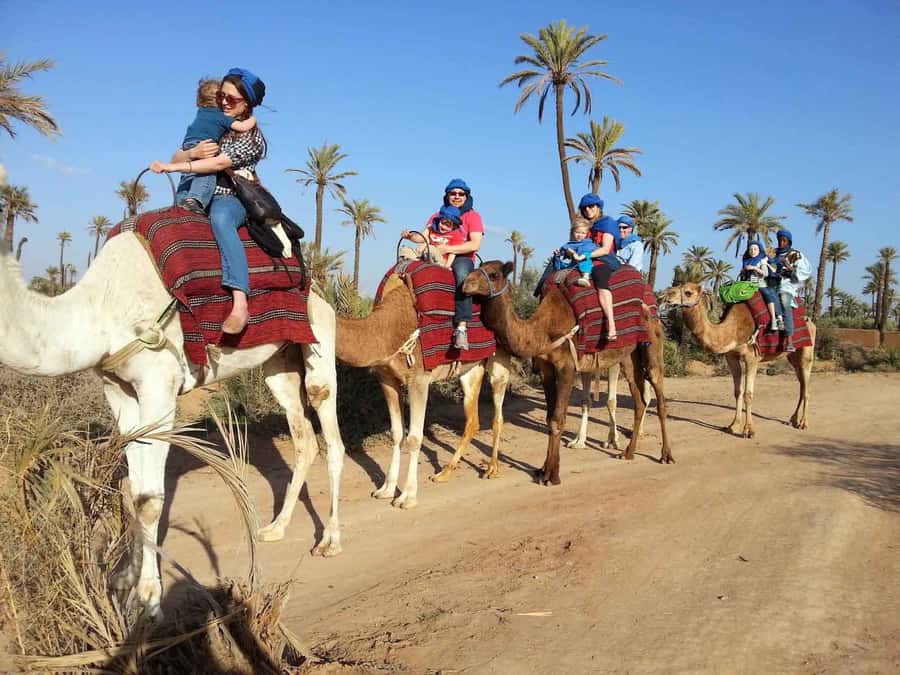 Marrakech : 1-Hour Camel Ride Through the Palm Grove - Camel Ride in Marrakech’s Palmeraie: A great short escape