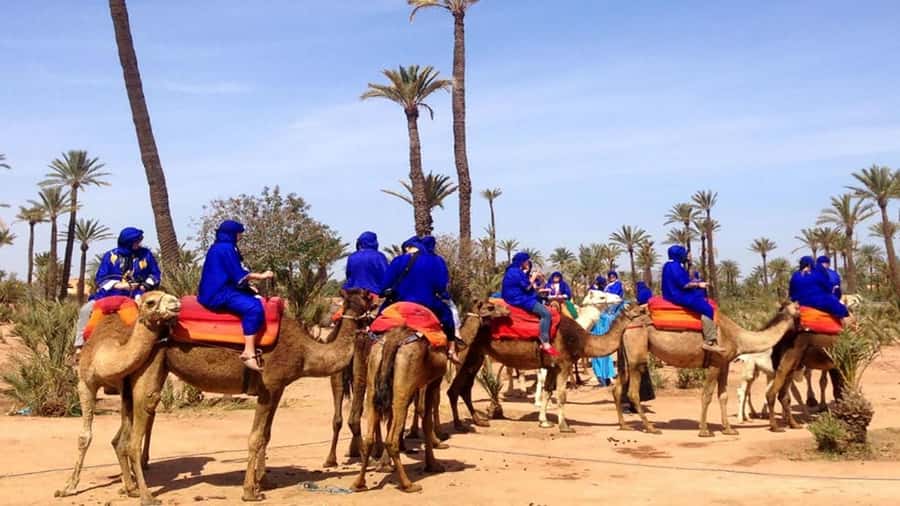 Marrakech : 1-Hour Camel Ride Through the Palm Grove - Berber villages and everyday life you can actually notice