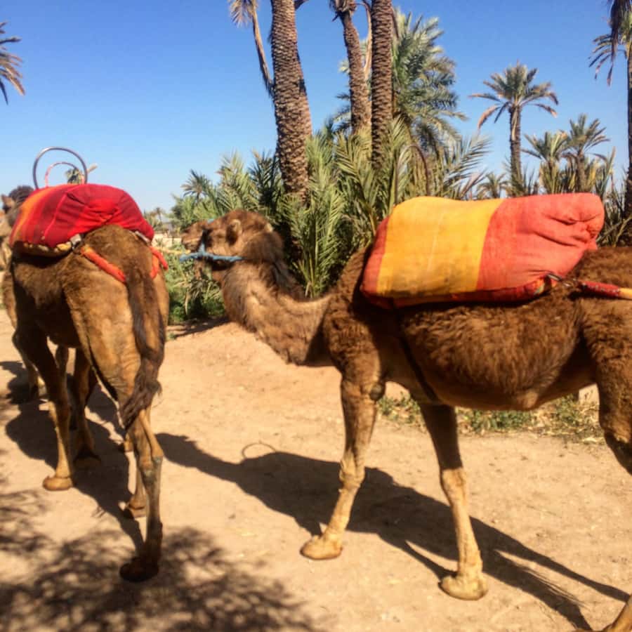 Marrakech : 1-Hour Camel Ride Through the Palm Grove - The mint tea reset: why the pause is included