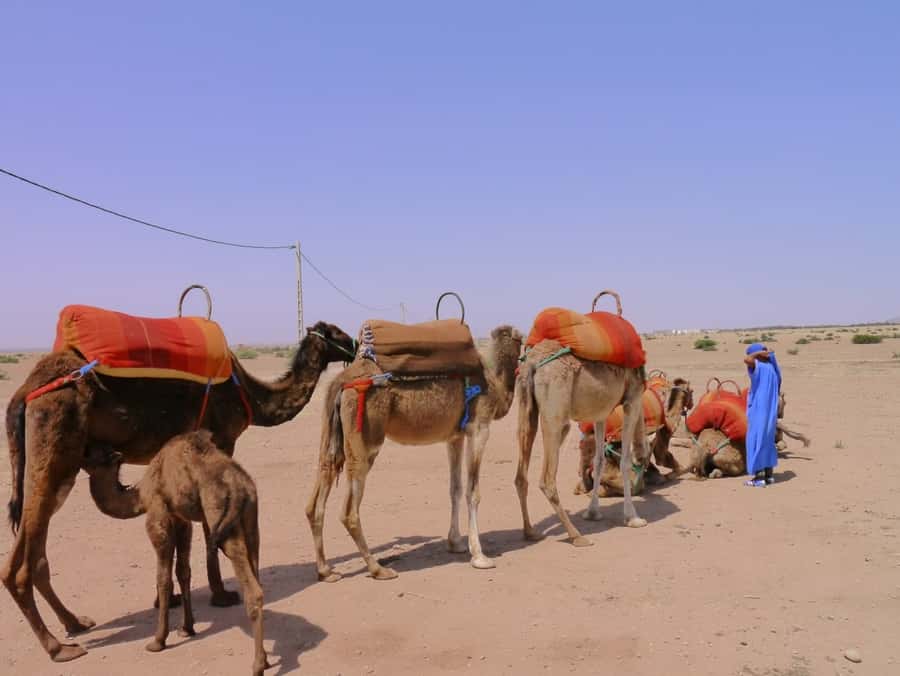 Marrakech : 1-Hour Camel Ride Through the Palm Grove - Price and value: is $35 fair for this Marrakech outing?
