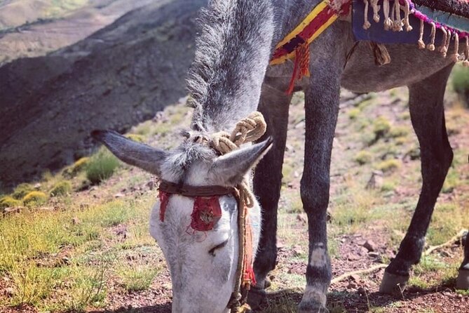 Marrakech: 2-Day Atlas Mountains Trek with Village Stay - How long and how hard: what to expect on the trail