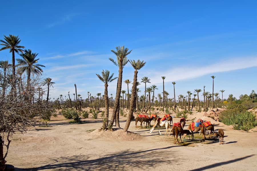 Marrakech: 2-Hour Quad Bike & Camel Ride in Palmeraie - Group size reality: more personal when it stays small