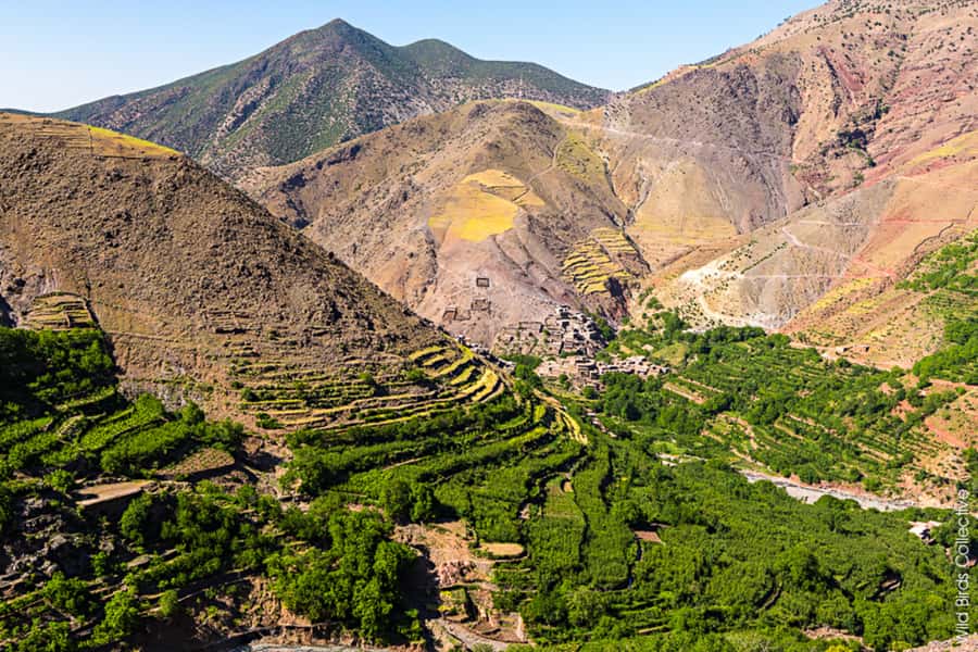 Marrakech: 3-Day High Atlas Mountains and Three Valleys Trek - Food, tea culture, and why the mule support matters