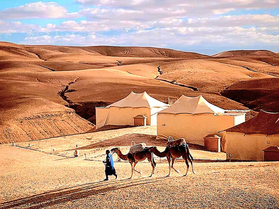 Marrakech Adventure: Agafay Desert Quad, Camel, Lunch - What to bring so the desert day feels easy