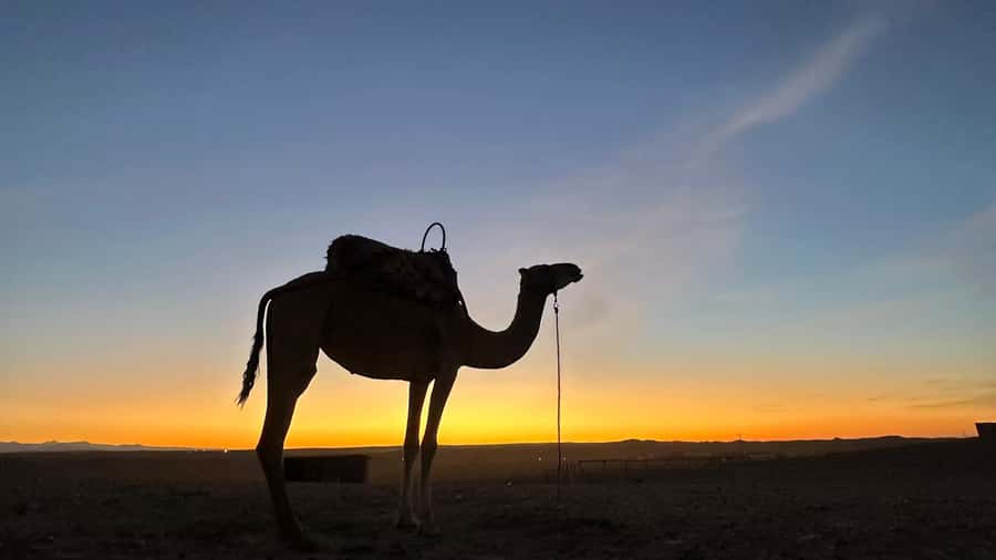 Marrakech: Agafay Desert: Camel ride Quad Bike, Dinner show - What to Bring for a Smooth Evening