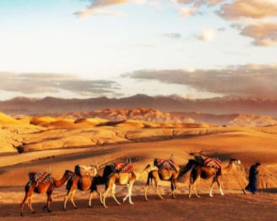 Marrakech: Agafay Desert Camel Rides, Dinner and Fire Show - Quad biking in the dunes, confirm it before you rely on it