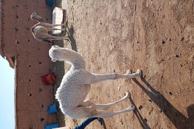 Marrakech: Agafay Desert Dinner, Camel Ride & Quad Biking. - FAQ