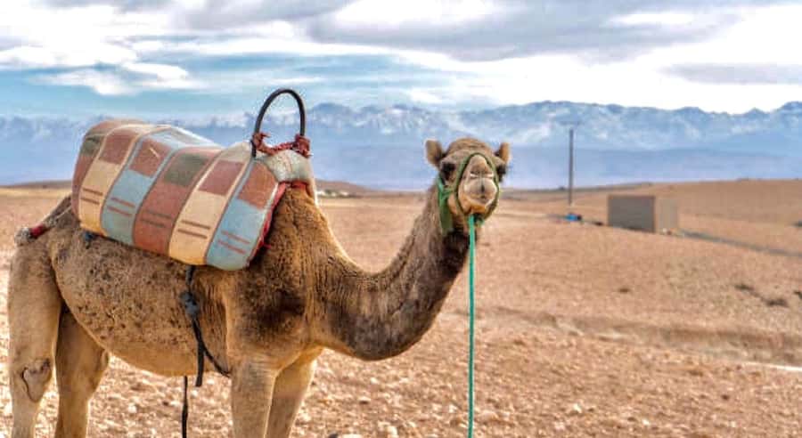Marrakech: Agafay Desert Dinner, Camel Ride, & Show - What I’d pick this for