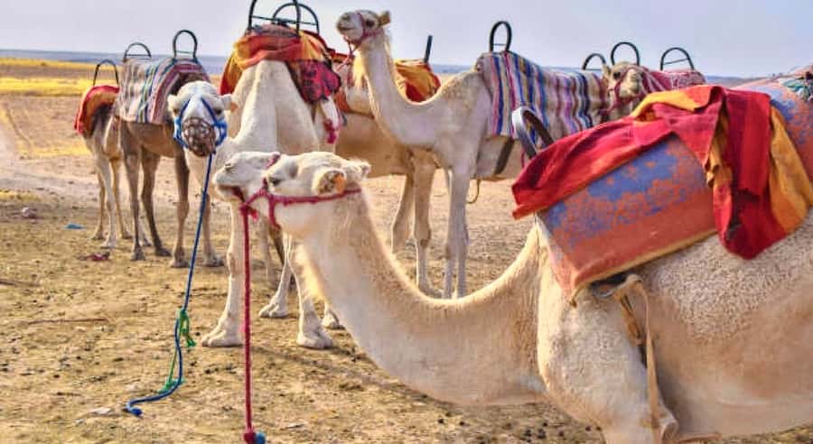 Marrakech: Agafay Desert Dinner, Camel Ride, & Show - Key points to know before you go