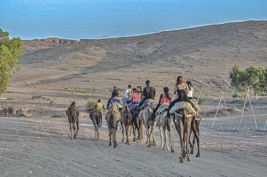 Marrakech: Agafay Desert Dinner, Camel Ride, & Show - Camp Time: Dinner Under Desert Stars, With Music Running