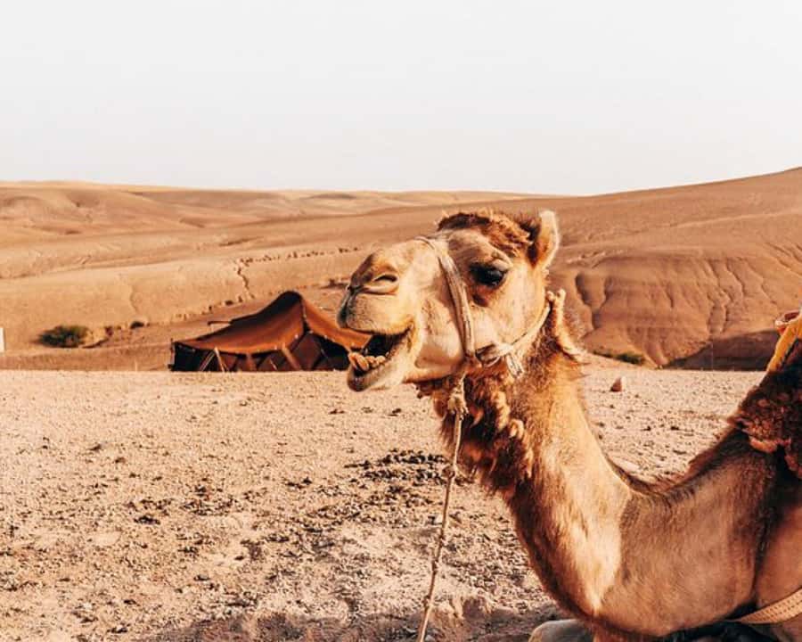 Marrakech: Agafay Desert, Lunch, Camel Ride, & Swimming Pool - Agafay Desert: The Day Trip That Still Feels Like a Movie Set