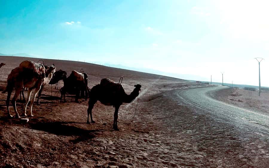 Marrakech: Agafay Desert Quad Bike Tour with Moroccan Tea - Riding the Agafay Dunes, Guided Routes and Real Off-Road Fun