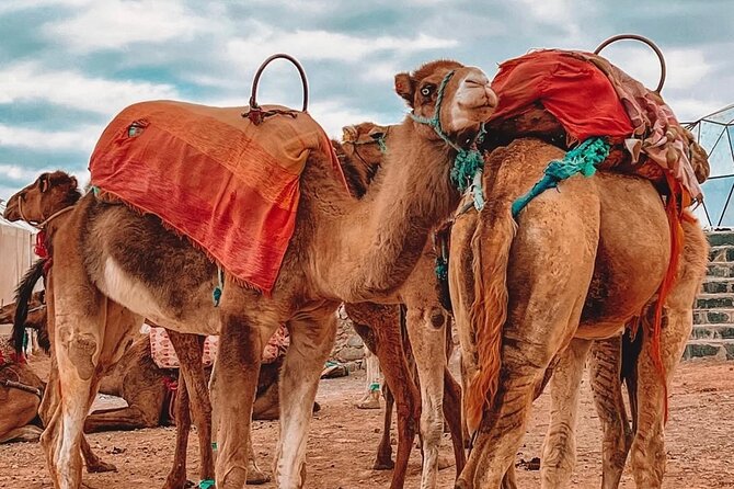 Marrakech: Agafay Desert Sunset, Camel Ride, and Dinner Show - Berber Music, Show, and the Fire Finale