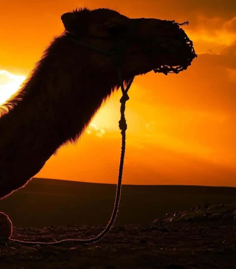 Marrakech : Agafay Desert Sunset Camel Ride & Luxury Dinner - Argan Oil Cooperative Stop: A Cultural Add-On That Actually Helps