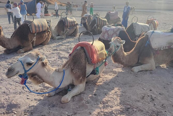 Marrakech: Agafay Desert Tour with Quad, Camel Ride & Dinner - Small group size and who this tour fits best