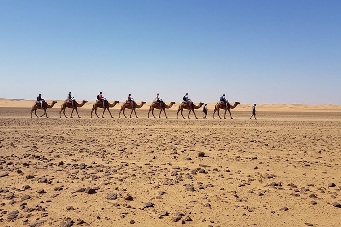 Marrakech Agfay Desert Camel Ride and Dinner Show - How the 5-Hour Timing Works for Real Schedules