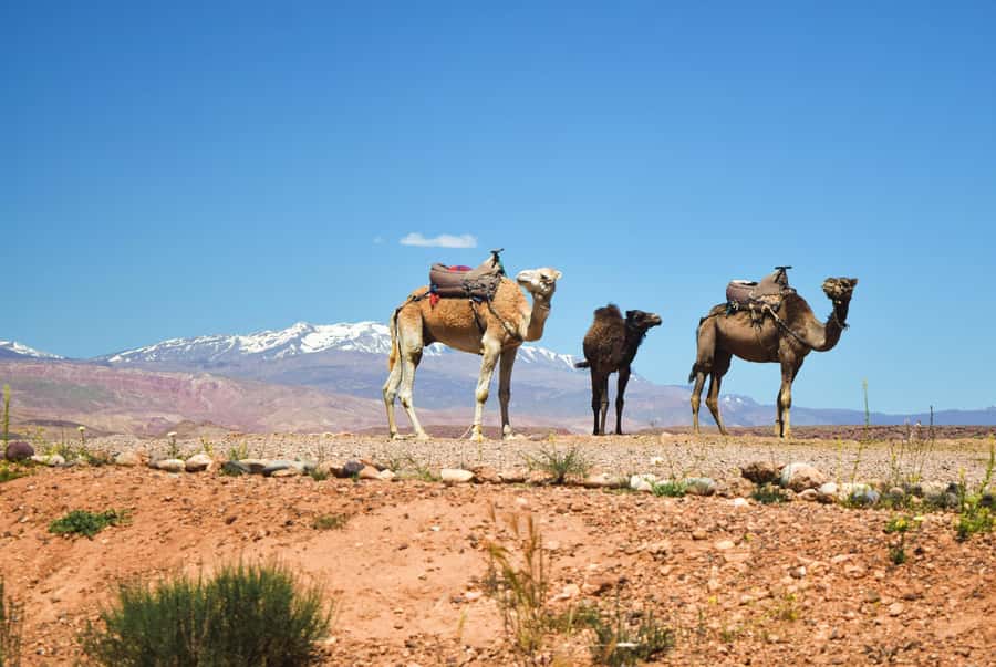 Marrakech: Atlas Mountains & Agafay Desert Tour w Camel Ride - A 1-day Atlas escape that doesn’t feel rushed