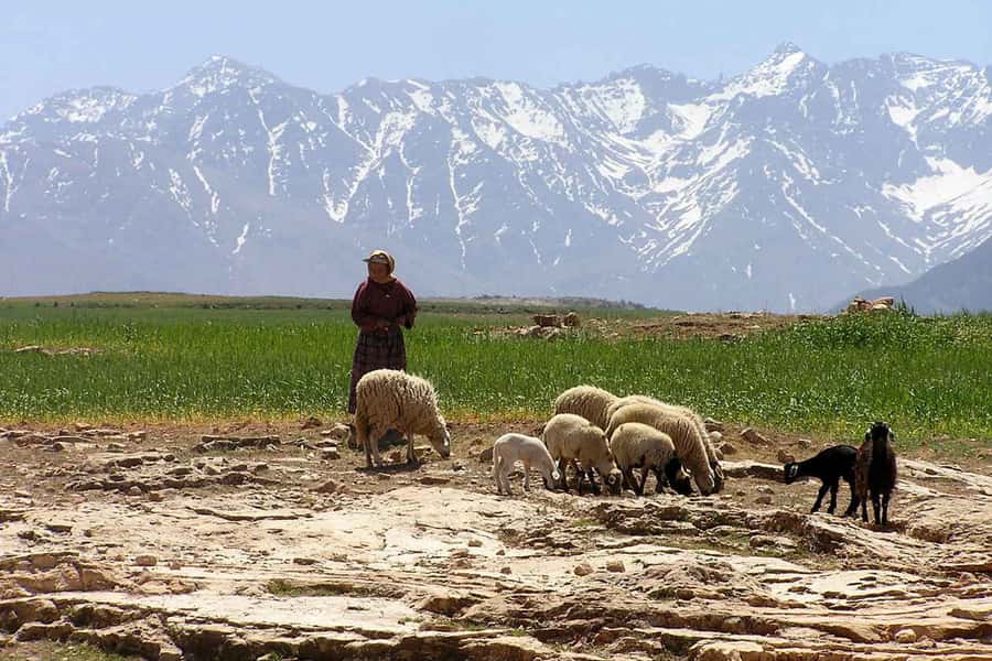 Marrakech: Atlas Mountains and Desert Safari with Lunch - The return ride back to Marrakech via Haouz plains