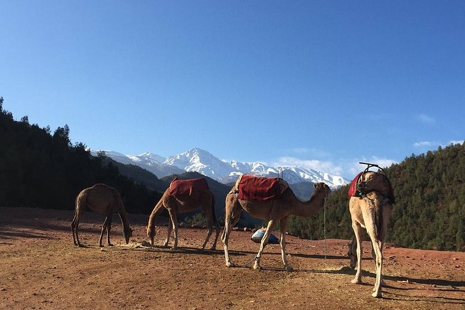Marrakech: Atlas Mountains & Berber Villages Tour & Camel Ride - Homecooked Berber Lunch: Why the Meal is the Cultural Anchor
