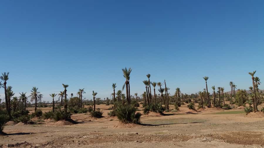 Marrakech: Buggy Experience at Palmeraie with Hotel Pickup - Safety briefing and the guide’s role on the buggy grounds