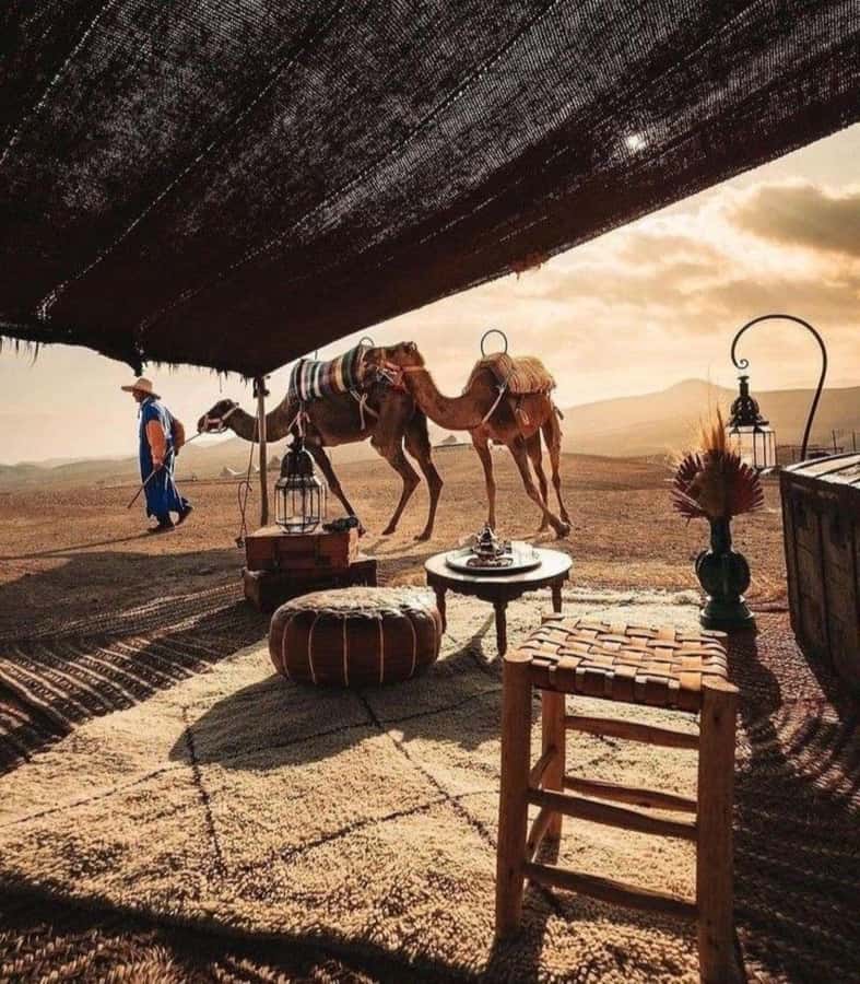 Marrakech: Camel & Quad Bike Tour with Sunset, Dinner & Show - Sunset in Agafay, then the Berber dinner and show under the night sky