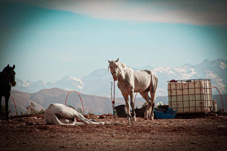 Marrakech: Camel Ride, Dinner, Pool, and Fire Show in Agafay - The 20-minute camel ride: fun, safe, and short on purpose