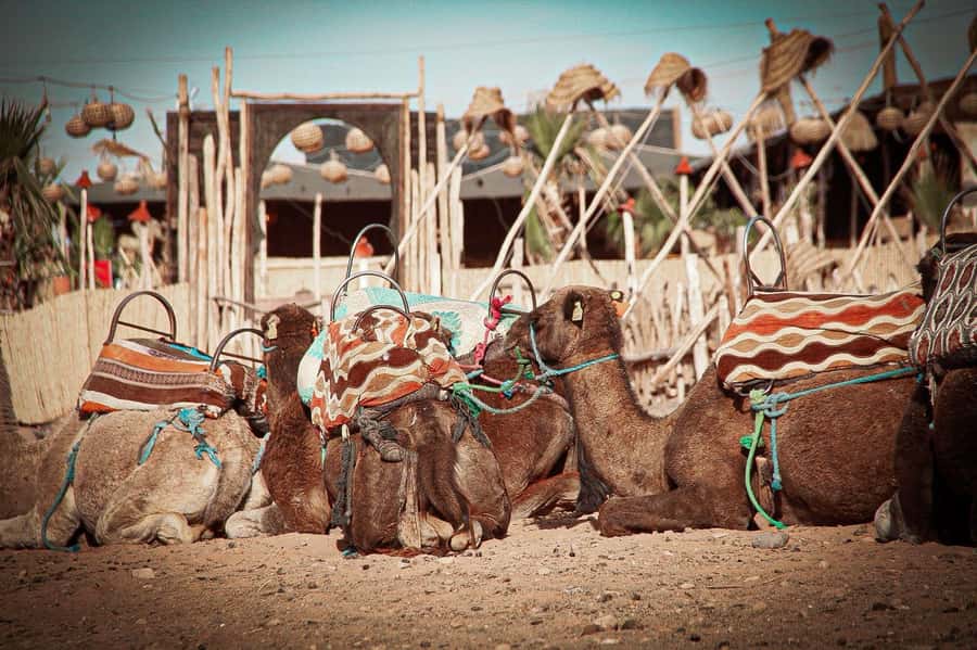 Marrakech: Camel Ride, Dinner, Pool, and Fire Show in Agafay - Value at $23: what you really get for your money