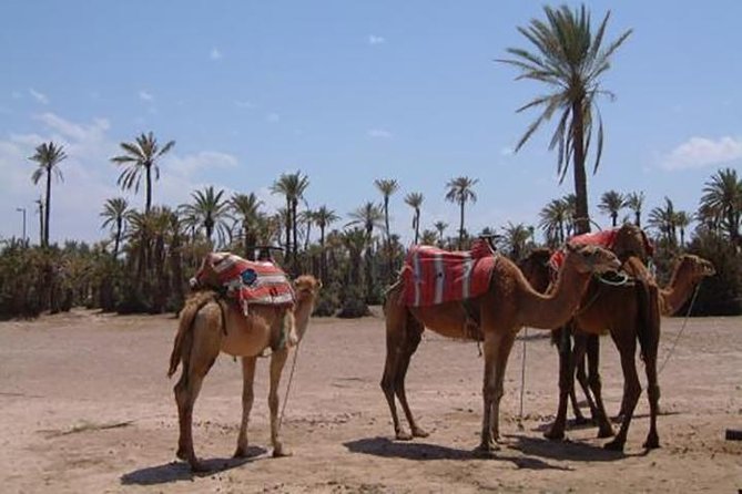Marrakech Camel Ride Experience with Pick-up - Palm Grove Camel Route: What the Ride Feels Like