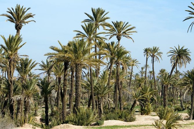 Marrakech Camel Ride Experience with Pick-up - Mint Tea Moment: Why It Belongs in the Middle of the Day
