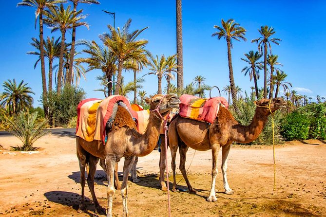 Marrakech Camel Ride Experience with Pick-up - Photos, Small Crafts, and the Guide Factor (Ayoub, Brahim, Abdul Hadi)