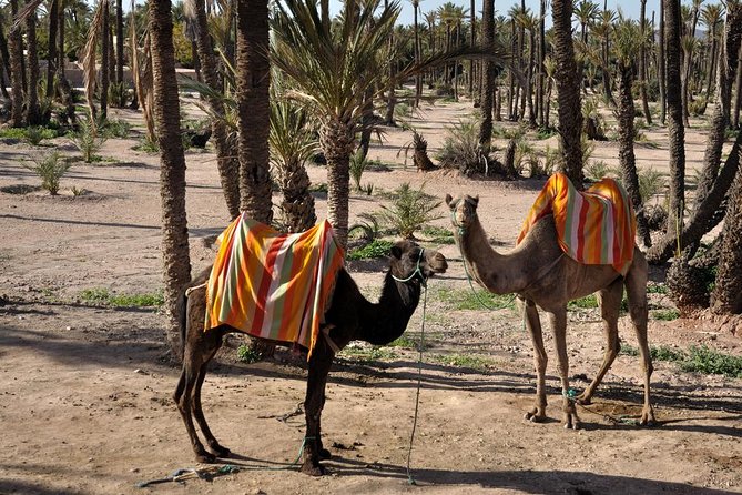 Marrakech Camel Ride Experience with Pick-up - Palm Grove Conditions: Shade, Heat, and the Reality of Dry Seasons