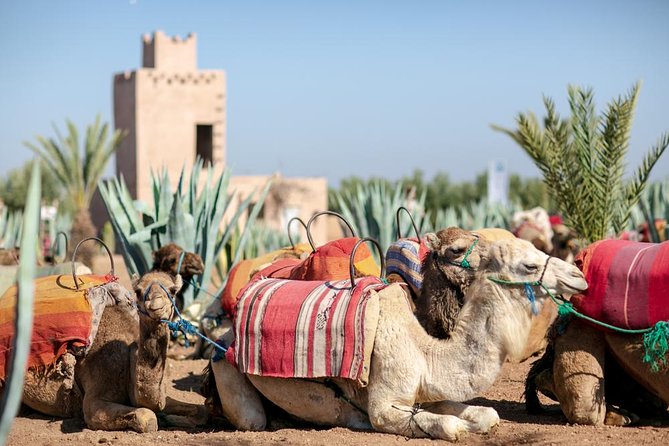 Marrakech Camel Ride Experience with Pick-up - Price and Value: Is $17.45 Fair for What You Get?